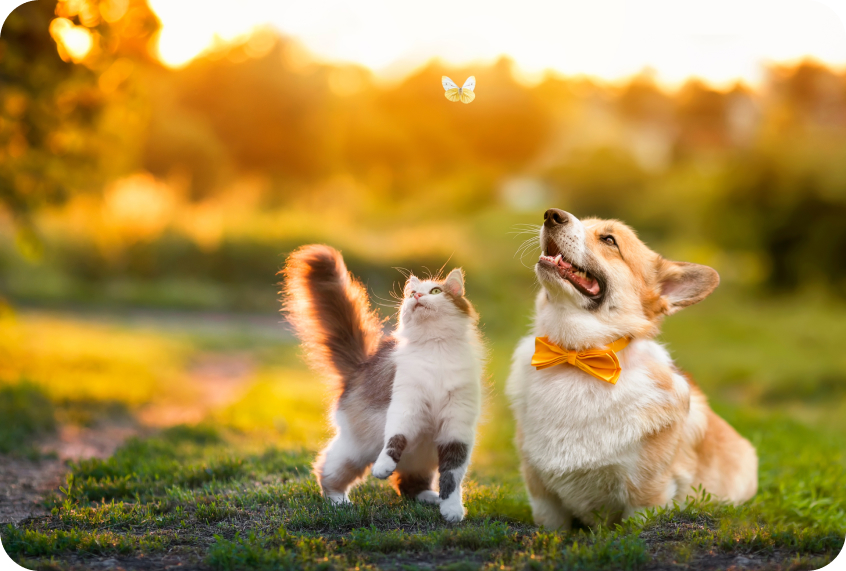 Cachorro e gato brincando com boboleta
